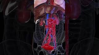 A ticking time bomb within you Aortic Aneurysm anatomy animation [upl. by Weider484]