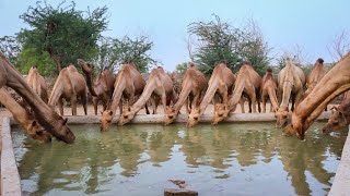 Camel can drink 200 Liter water in 3 minutes  camel facts [upl. by Charleen788]