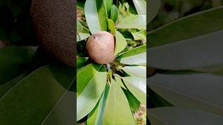 Sapota sapodilla brown nature garden shortfeed [upl. by Naujit610]