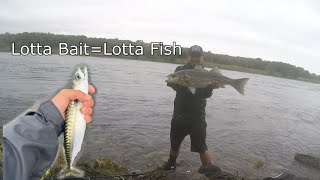 Striper Fishing at Cape Cod Canal 87 [upl. by Sinned]