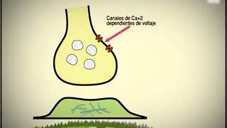 El impulso nervioso [upl. by Loria]