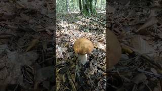 Boletus reticulatusaestivalis Oktober 21st shorts new nature forest trending viral mushroom [upl. by Maddalena261]