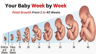 Pregnancy Week by Week  Fetal Development  Mamas World [upl. by Melloney599]