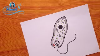 رسم اليوغلينا  رسم اليوجلينا  Euglena drawing 2 [upl. by Neenahs]