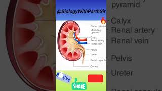 structure of kidney by Parth Sir  physiology viralvideo trendingshorts Exretorysystem biology [upl. by Leeann399]