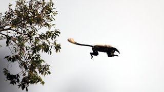 Eager Chimps First Monkey Hunt  BBC Earth [upl. by Levram]