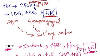 USMLE ACE Video 126 Cardiac Baroreceptors and Chemoreceptors [upl. by Jeuz211]