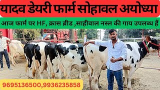 आज फार्म पर HF क्रास ब्रीड साहीवाल नस्ल की शानदार गाय बिक्री के लिए उपलब्ध हैं Yadav dairy farm । [upl. by Earissed]