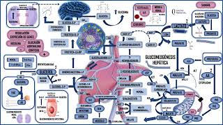 GLUCONEOGÉNESIS A PARTIR DE LACTATO [upl. by Eizle]