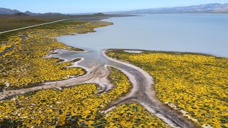 Carrizo Plains 2023 EP1  Wild Flowers  Dry Lake Bed  Impassable Roads [upl. by Sarilda]