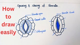 Best amp easy way to draw a labelled diagram of open amp closed stomatal pores [upl. by Ytoc716]