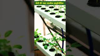 Hydroponic farming तकनीक से घर की छत पर भी खेती  shorts farming indianfarmer facts [upl. by Aseena722]