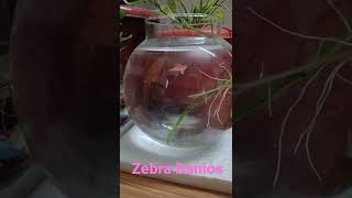 Zebra Danios in bowl  zebra danios in fish bowl zebradanios zebradanio fishbowl zebrafish [upl. by Sheri5]