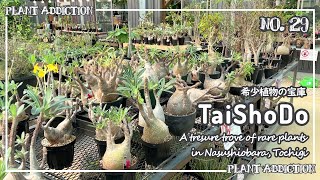 希少植物の宝庫【TaiShoDo】 A tresure trove of rare plants in Nasushiobara Tochigi [upl. by Farny684]