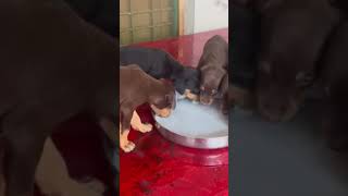 Doberman puppies petlovers [upl. by Savvas]