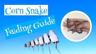 Corn Snake Feeding Guide [upl. by Timus]