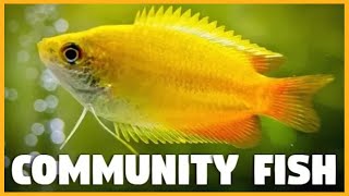 Top 10 Community Fish for Aquarium [upl. by Eciryt976]