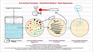 Microbiology 22 Pure Culture Technique  Streak Plate Method Techniques  Pure Culture Method [upl. by Chemaram]