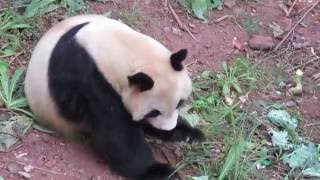 Panda Mother Gong Zhu Retired to the Ganzhou Zoo [upl. by Aileno]