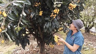 Grafted Loquat Nagasakiwase  How we got our best crop  Fruits in the Spring [upl. by Noemis]