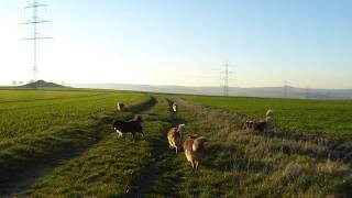 VDH Shelties vom Ponyhügel Ausstellungsvorbereitung [upl. by Cutcliffe]