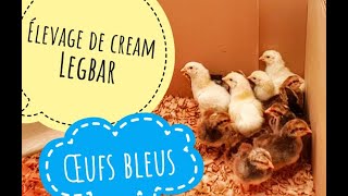 Elevage de cream legbar  poules aux œufs bleus [upl. by Oirasec]