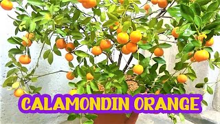 Calamondin Orange  Best Indoor Citrus Plant  Miniature Orange  Part 1 [upl. by Sinoda355]