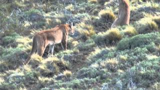 Pumas in Patagonia [upl. by Lashar]