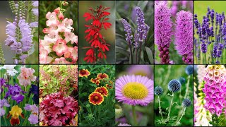 PERENNIAL PLANTS VARIETIES  Plants Weekly [upl. by Noxid]