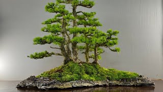 Bonsai by the Samurai how to make concrete slabs for your Bonsai CLB ClubBonsai by the Samurai [upl. by Maharba]