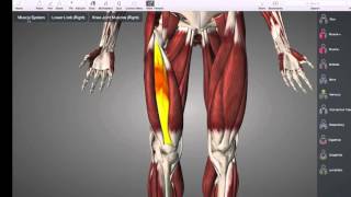 Muscles that move knee [upl. by Tini]