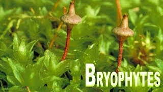 Plant kingdom part 3  Bryophyta Mosses and Liverworts [upl. by Audrit]