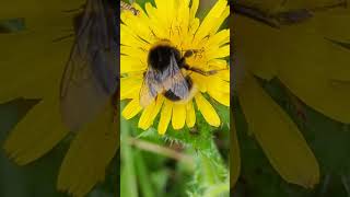 A Bufftailed Bumblebee busy feeding on Bristly Oxtongue [upl. by Orest]