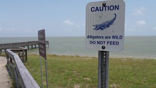 Plans to expand Aransas National Wildlife Refuge [upl. by Akcirederf]