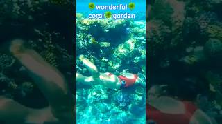 wonderful coral garden🌿🌸🌼 shorts underwater girl scuba girl freediving girl swimming girl dive [upl. by Yssenhguahs]