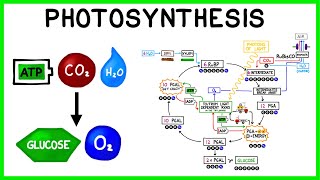 The Photosynthesis Reaction [upl. by Elodia]