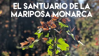 El fascinante Santuario de las Mariposas Monarcas  El Rosario Michoacán México [upl. by Omiseno475]