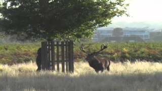 Man gets chased up a tree by a Stag Nature wins this round [upl. by Ahsataj]