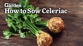 How to Sow Celeriac [upl. by Prissie270]