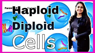 Haploid and Diploid Cells in Hindi  Chromosomes [upl. by Neelav634]