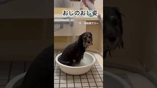 おじのおじ姿ポメプーのおじポメプー犬 [upl. by Langill]