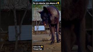 WOLVES animals wildlife subscribe shortsvideo shorts wolf youtubeshorts youtube short fun [upl. by Aneehs671]