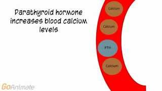 Anatomy and Physiology Endocrine System Calcitonin and PTH v20 [upl. by Nnylak165]