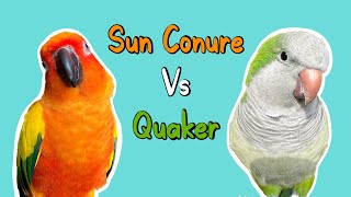 Quaker Parrots VS Sun Conures [upl. by Bencion]