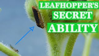 True Facts about Leafhoppers You Never Thought Possible [upl. by Rox]