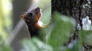 Japanese Squirrel Scurries up a Japanese Walnut Tree [upl. by Ardnusal]