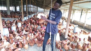 Les poules pondeuses en pleine croissance La race de poules la plus utilisée en Afrique [upl. by Fen]