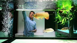 Super Clean Arowana Tank in Freshwater Aquarium  Feeding Golden Arowana [upl. by Malinin]