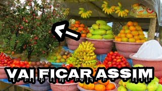 Fiz uma plantação de frutas [upl. by Chubb]