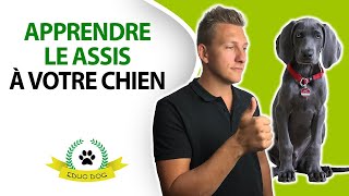 3 étapes FACILES pour apprendre le ASSIS à votre chien [upl. by Bryan220]